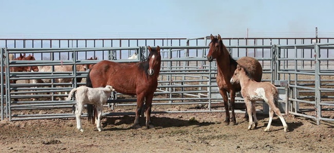 Lightweight Horse Corral Panels Welded Wire Stock Type ISO9001 Approval 0
