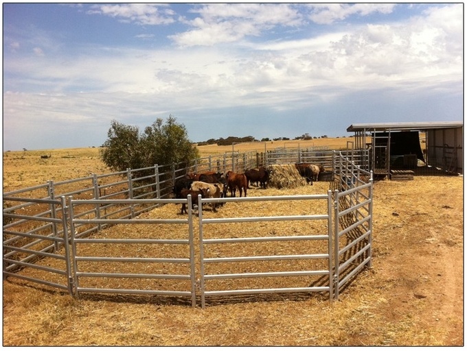 Heavy duty galvanized livestock cattle panel used corral panels