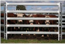 Cattle Yard Panels: A Guide to Fencing Livestock